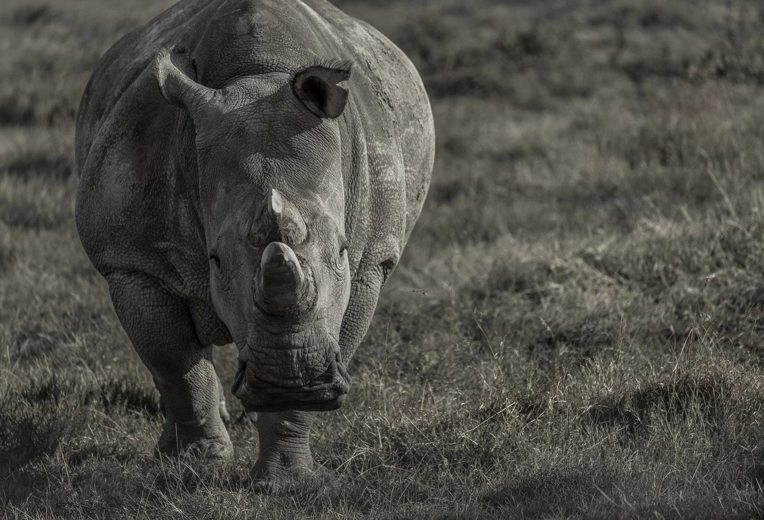 Rhino