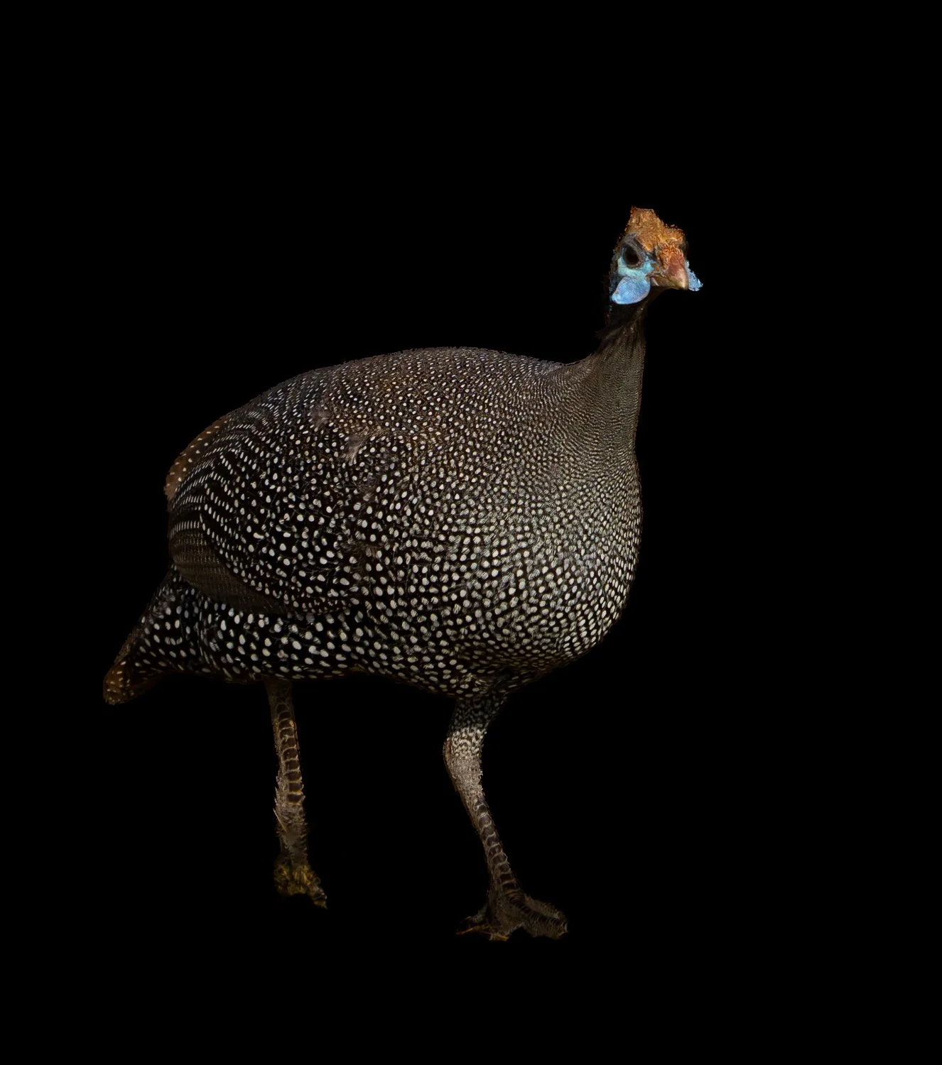 Vulturine Guineafowl 