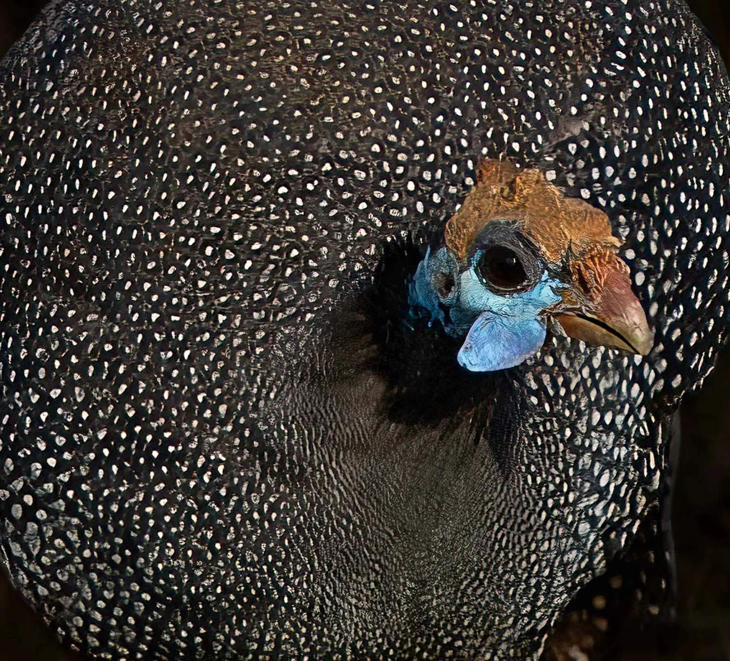 Vulturine Guineafowl 