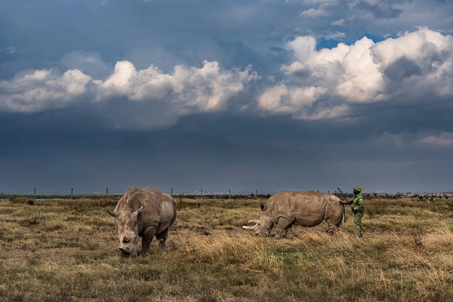 Rhino Keeper