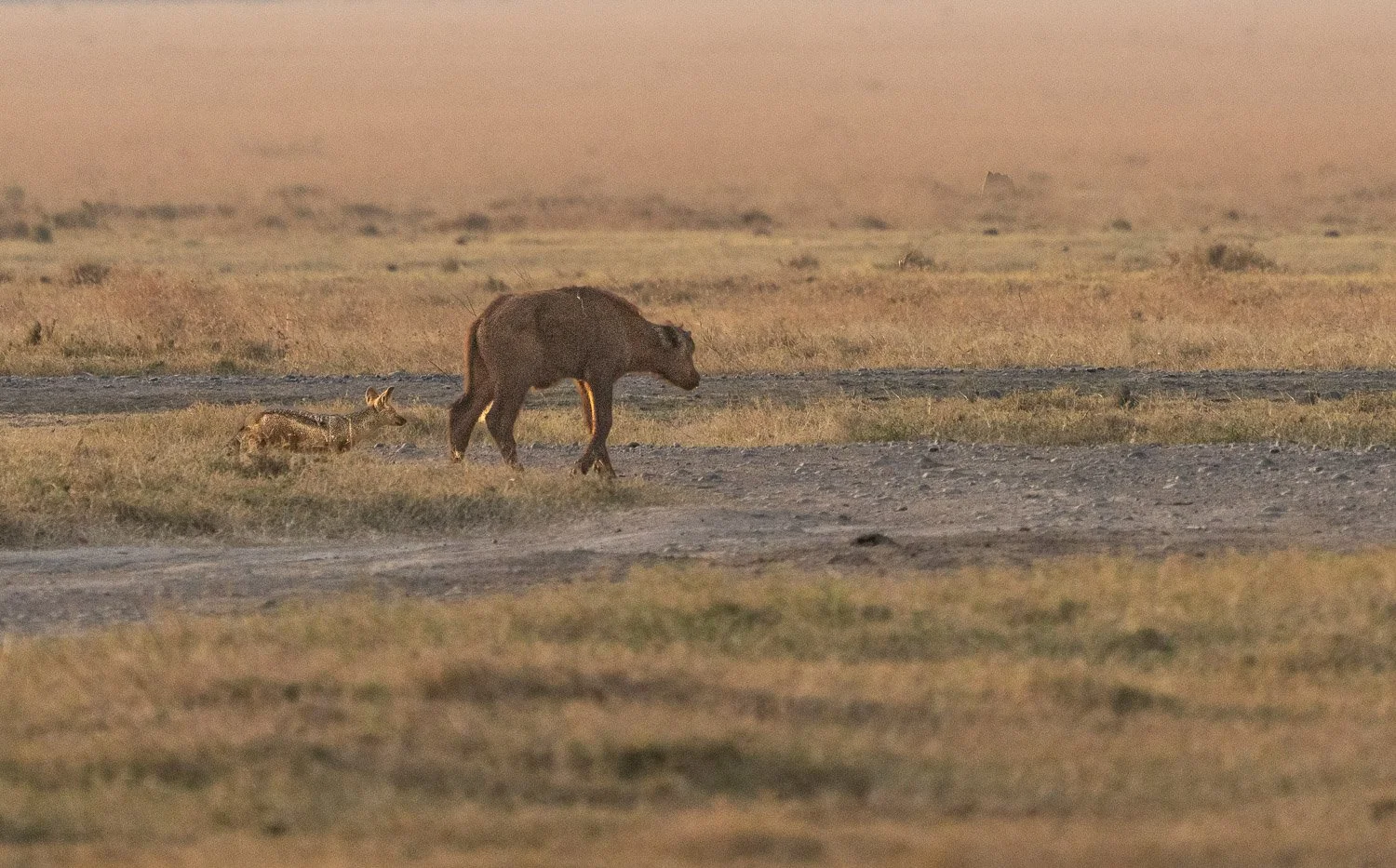 Jackel pursuing injured calf