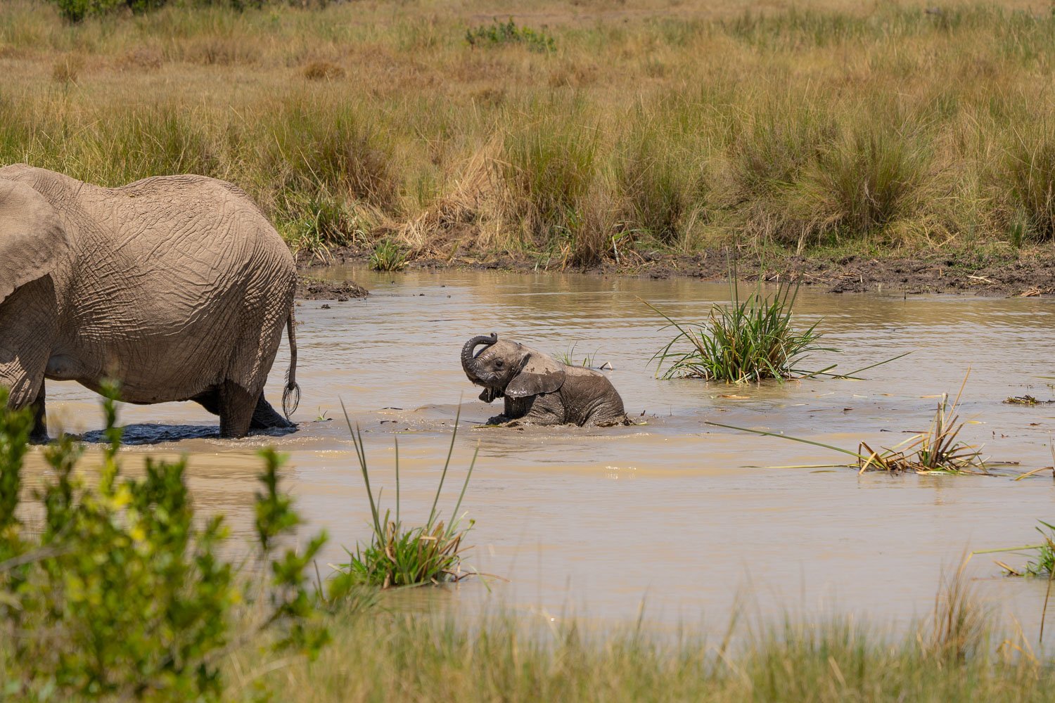Elephant playing in the mud