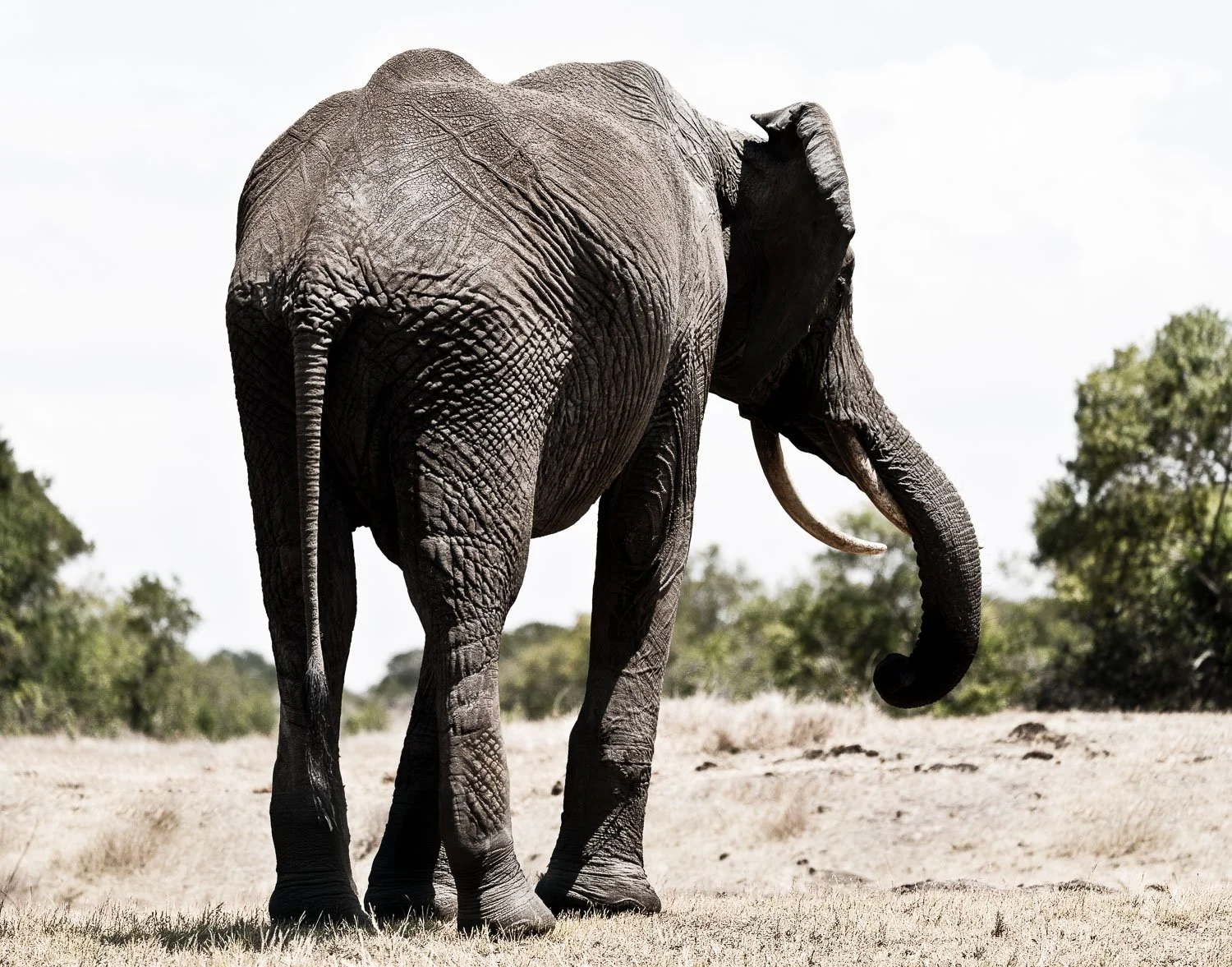Elephant