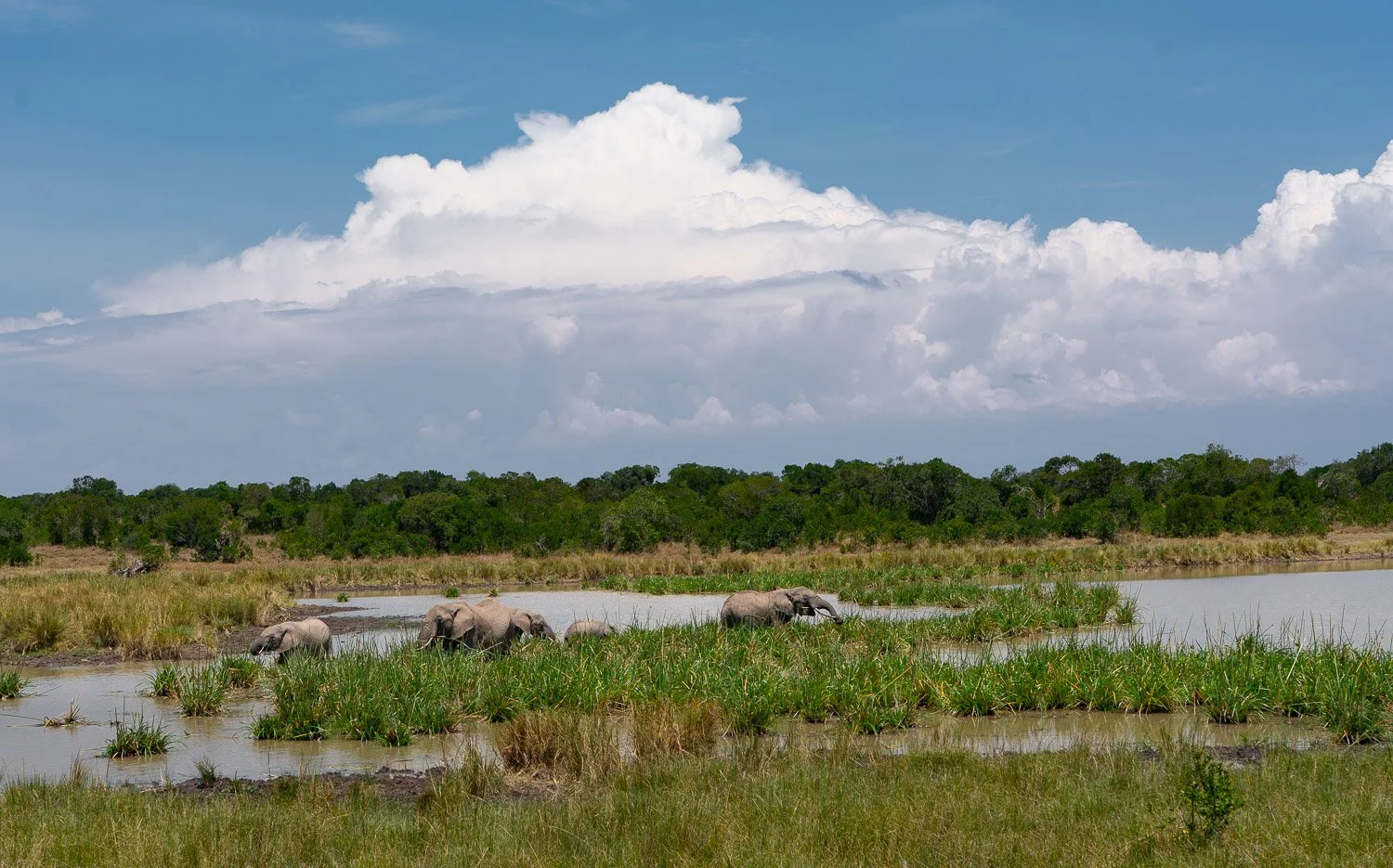 Elephants