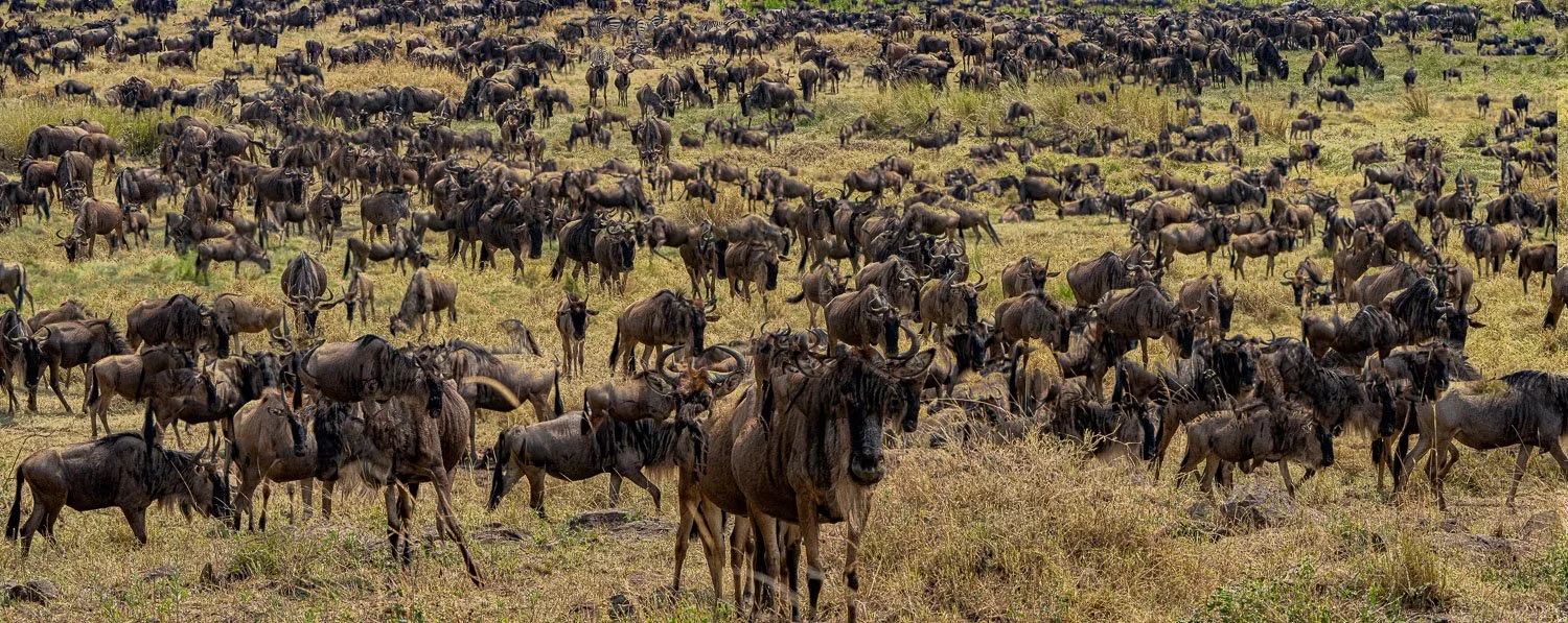 Wildebeest
