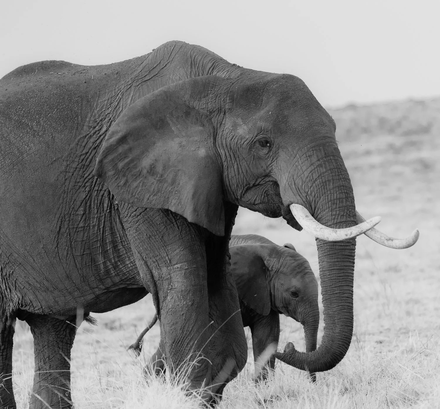 Elephant and calf