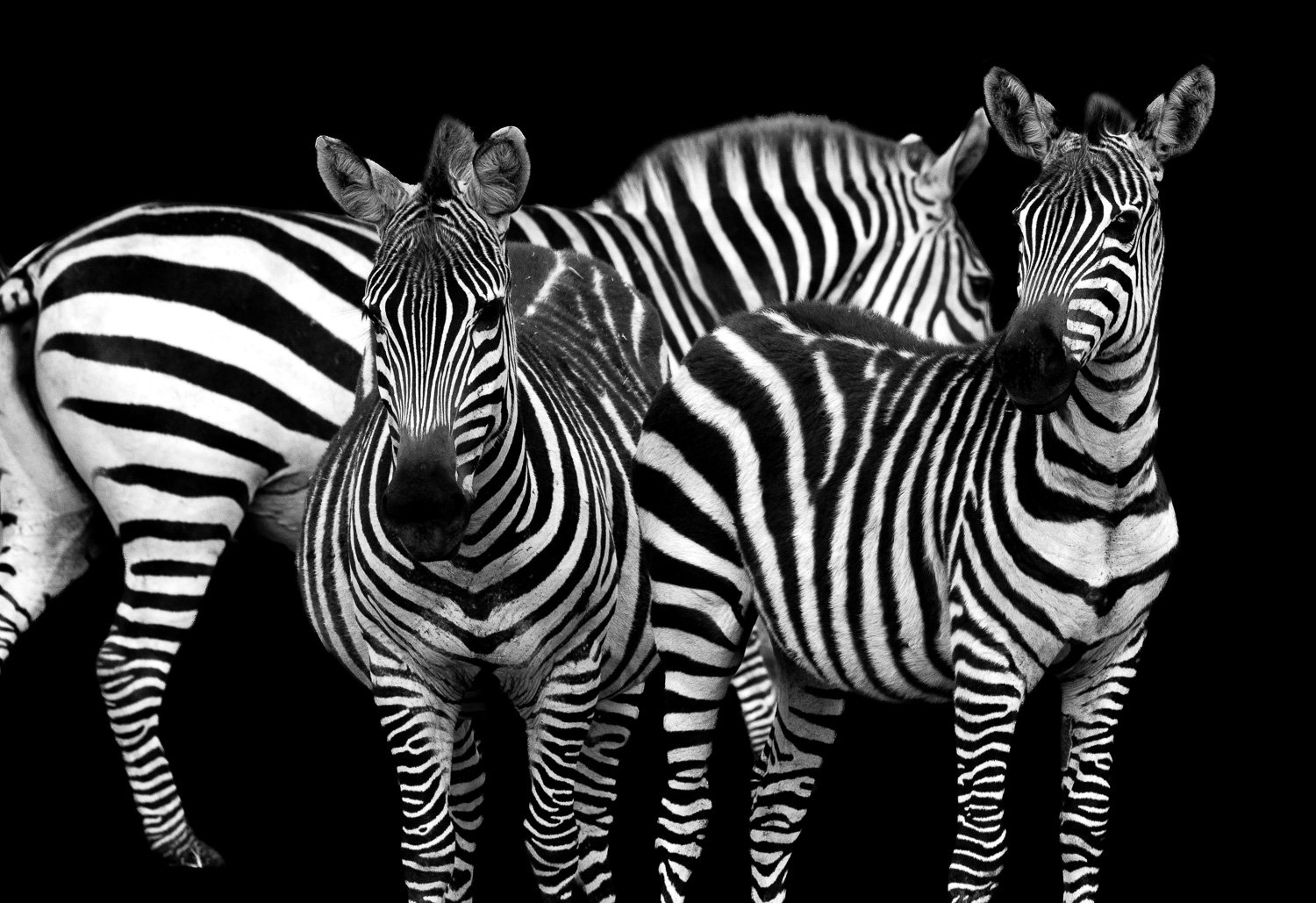 Zebra Abstract
