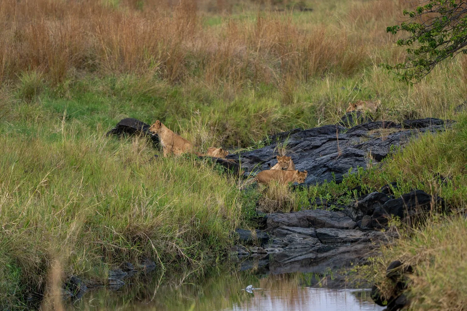 Lions and cubs