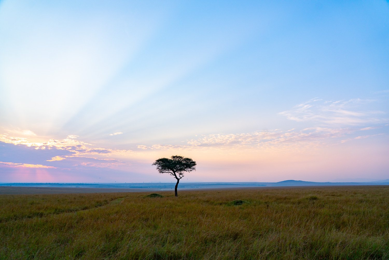 Acacia sunrise