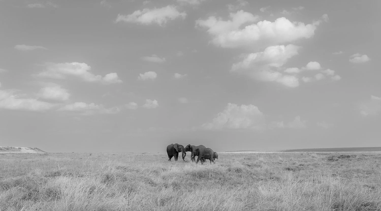 Elephants