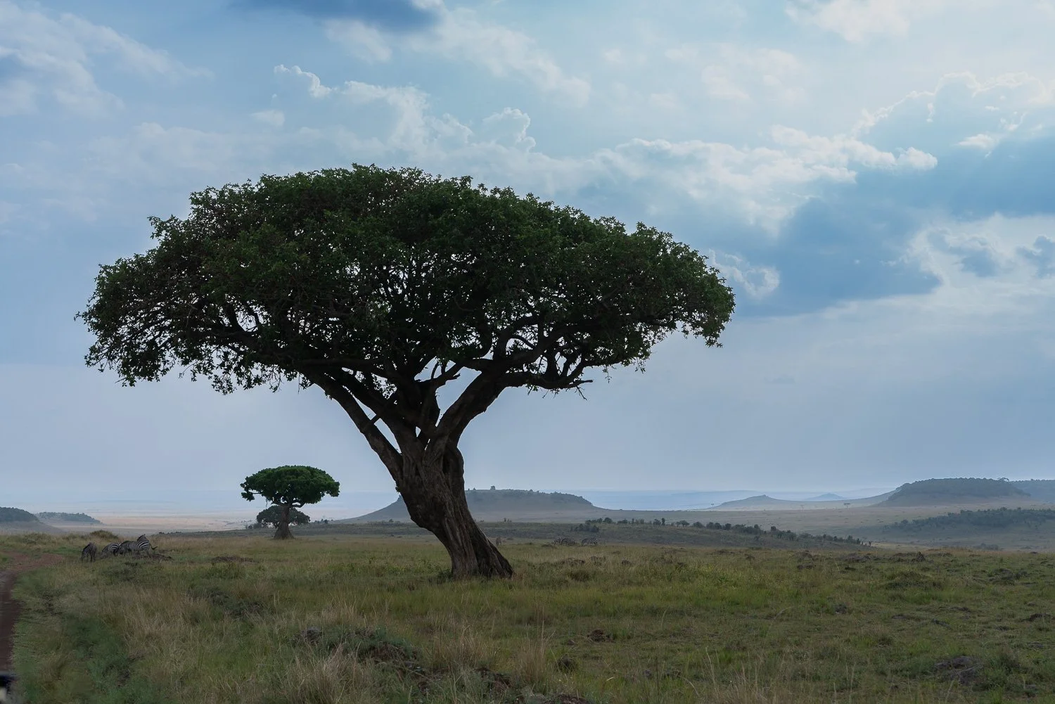 Acacia Trees