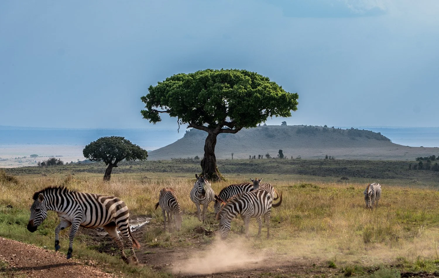 Zebra and Acacia