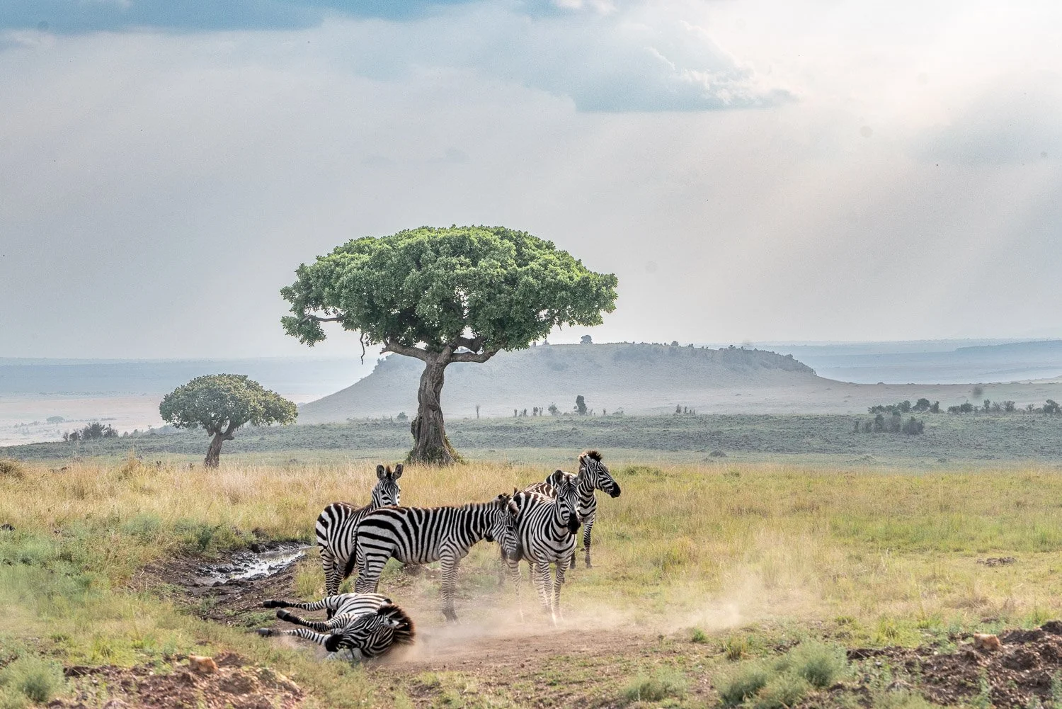 Zebra Dust Bath