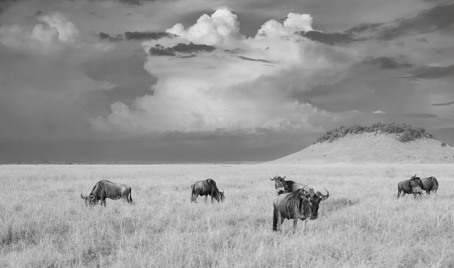 Wildebeests