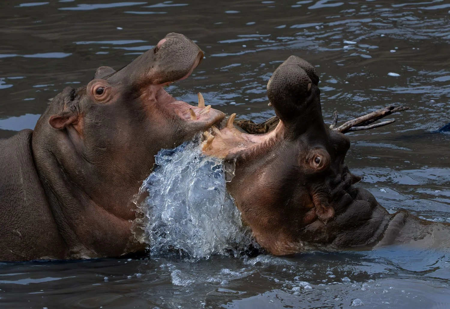 Hippos jousting