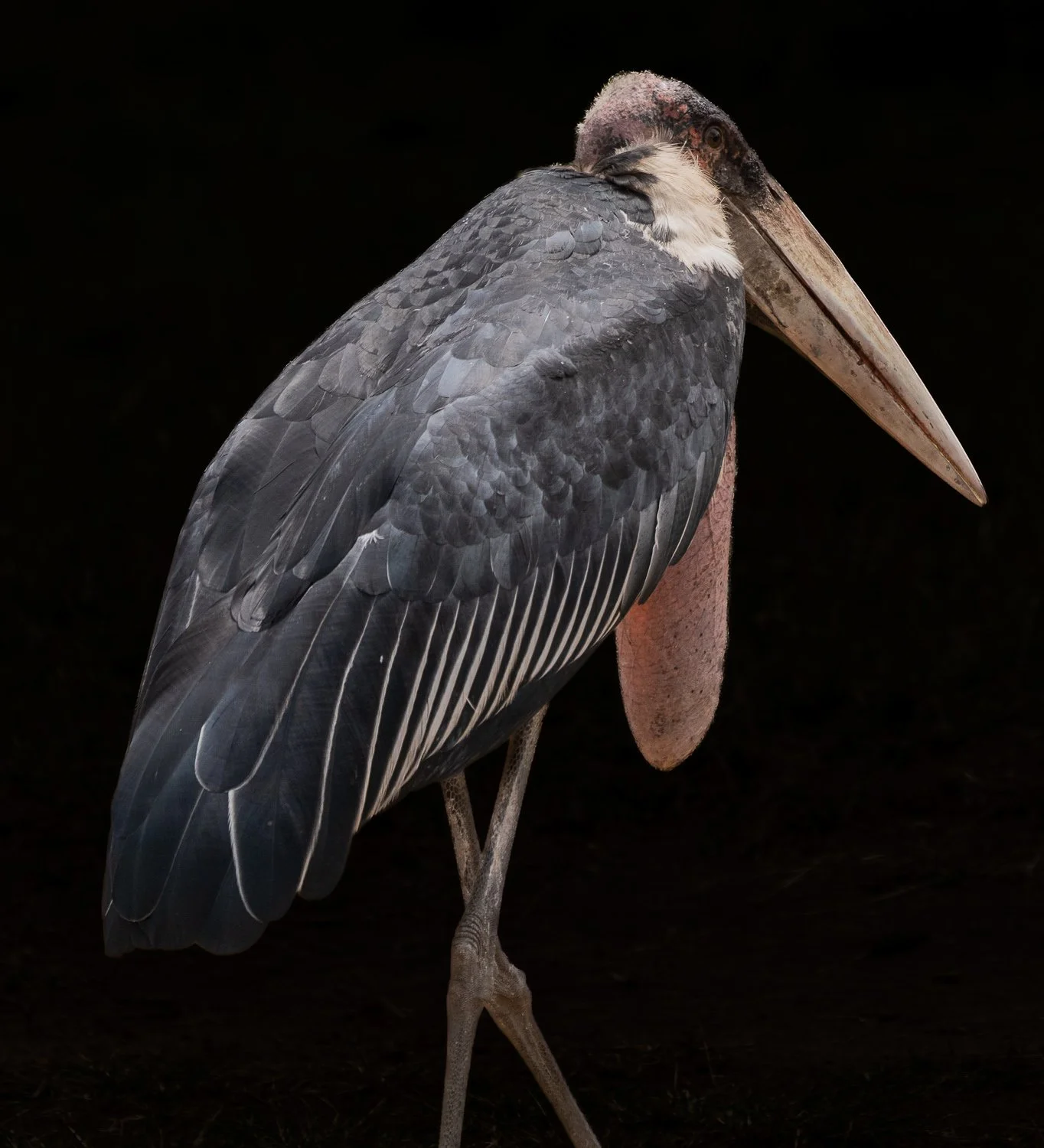 Maribou Stork 