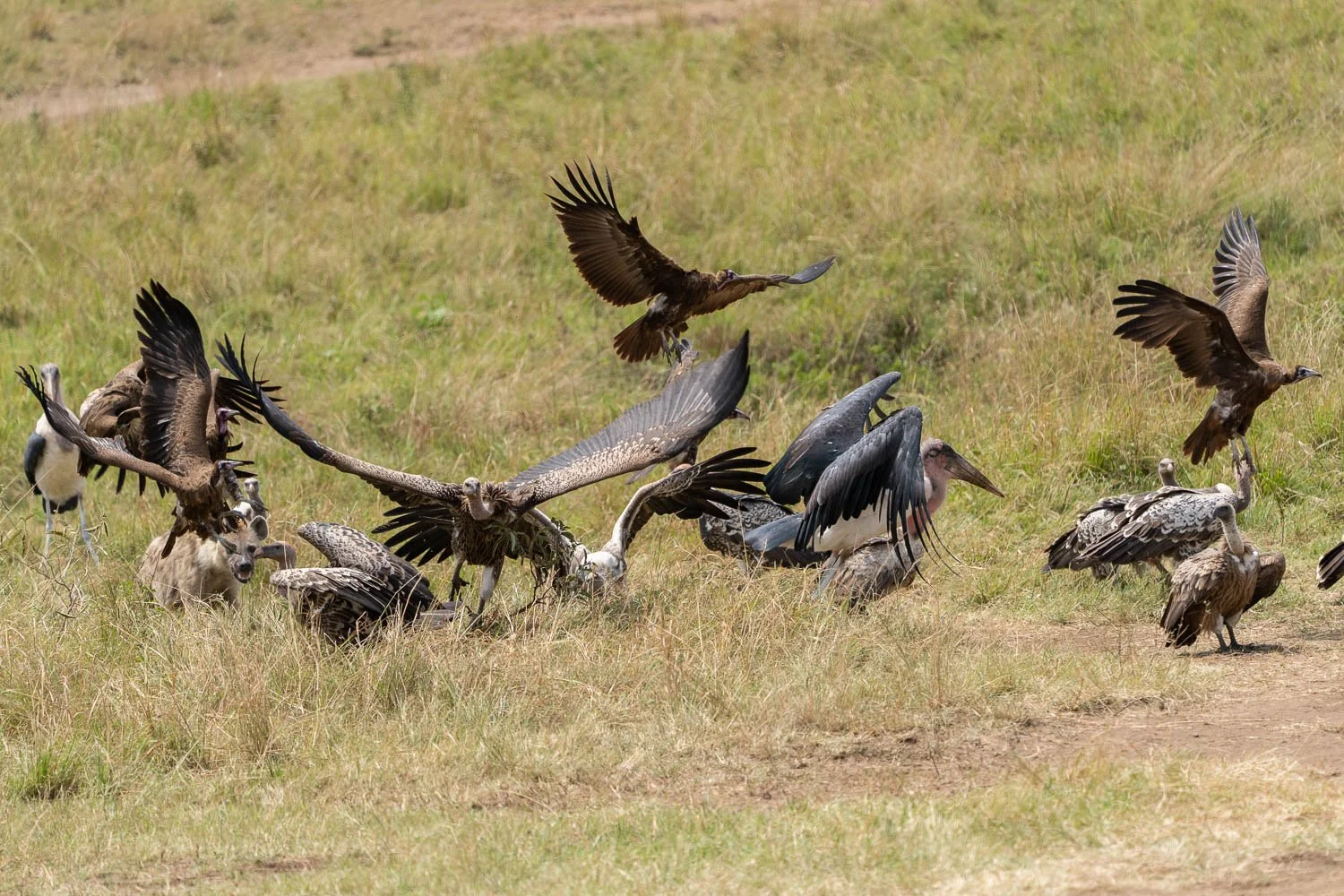 Hyena and vultures