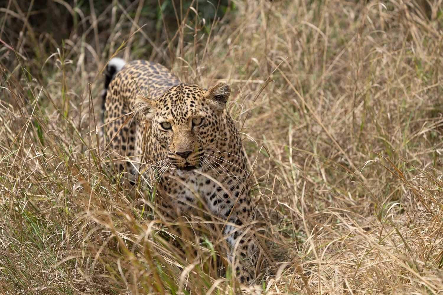 Cheetah cub