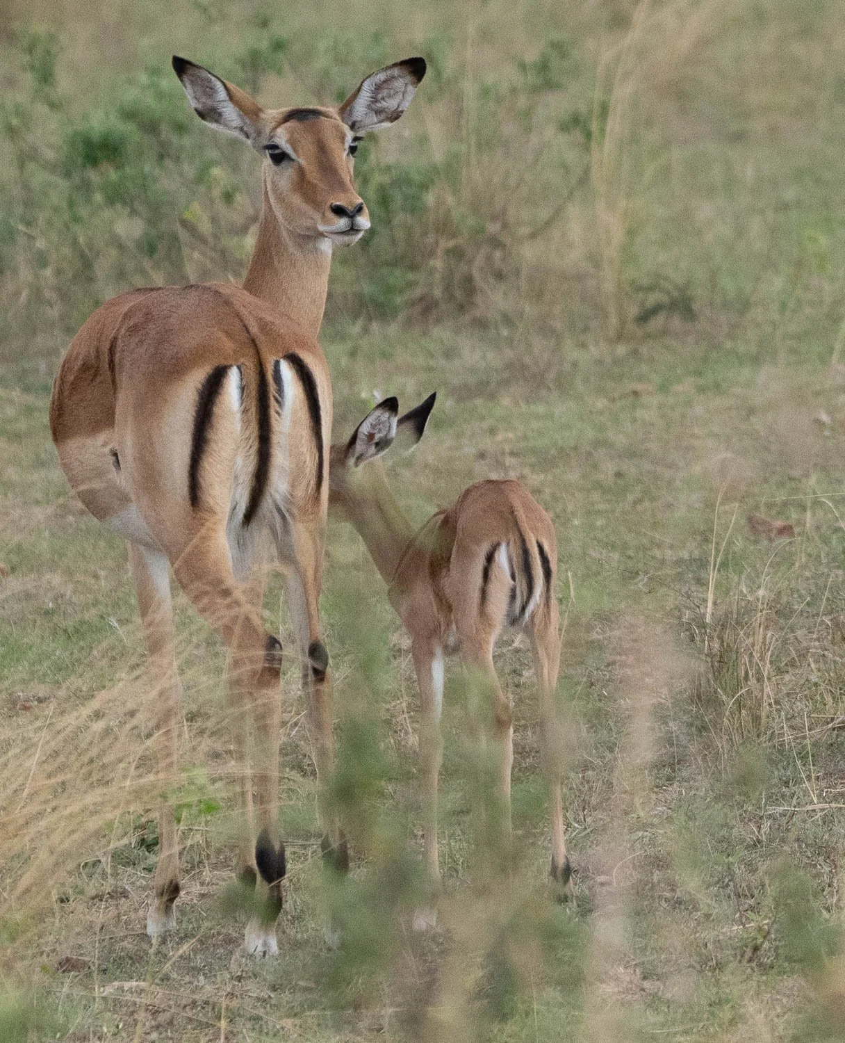 Graves Gazelles