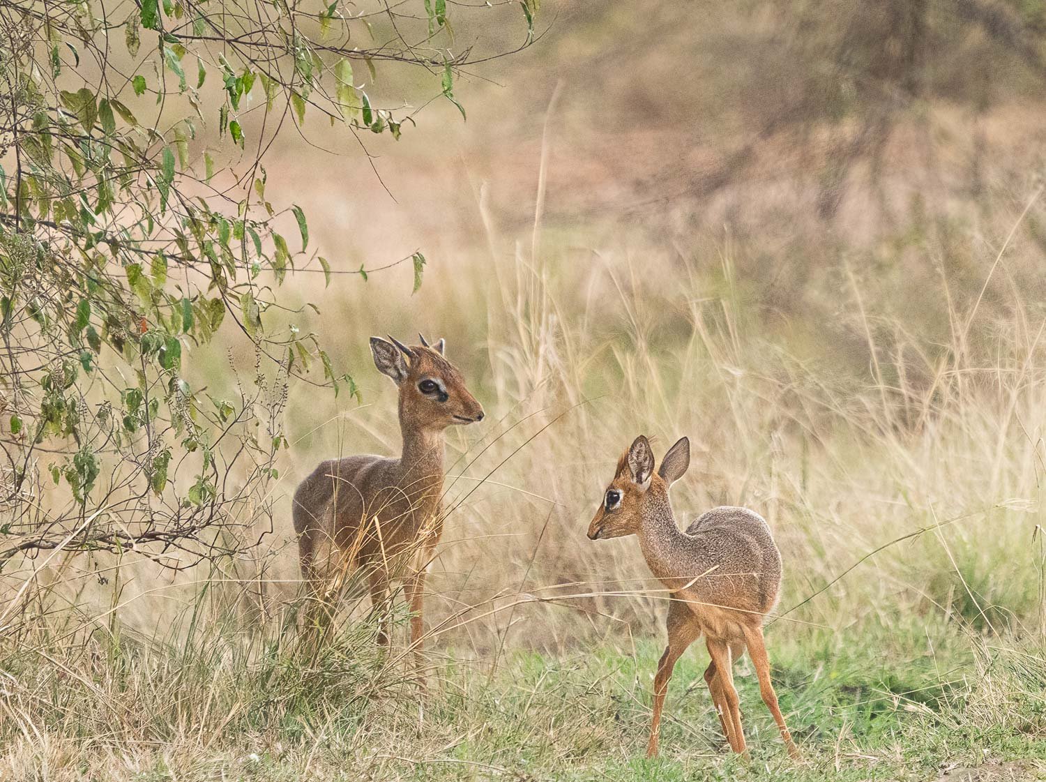 Dik Dik