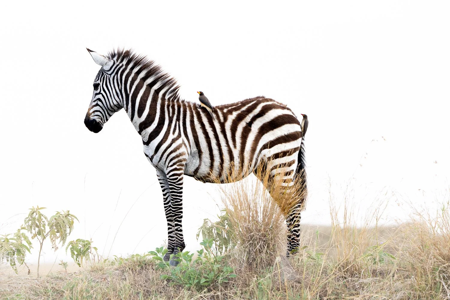 Zebra and Oxpecker