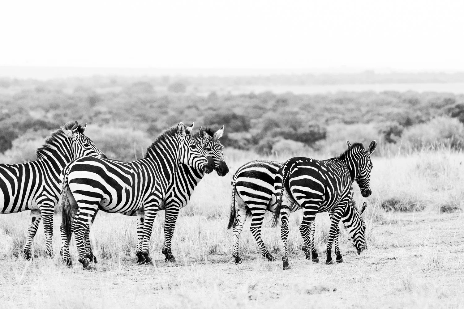 Zebras