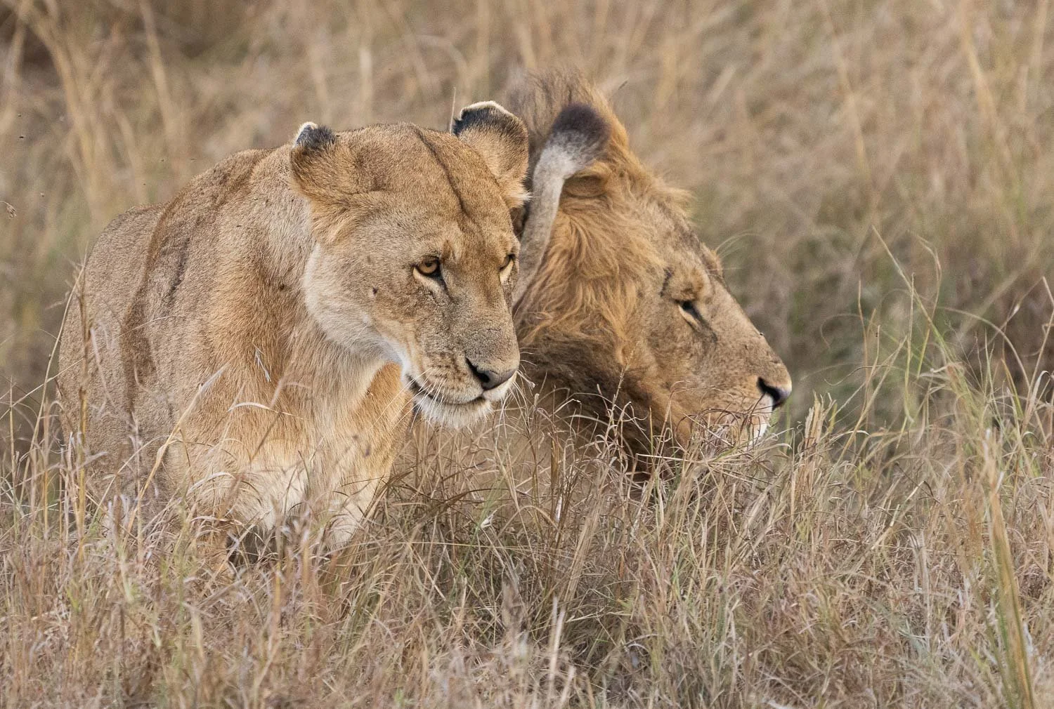Male and female lions