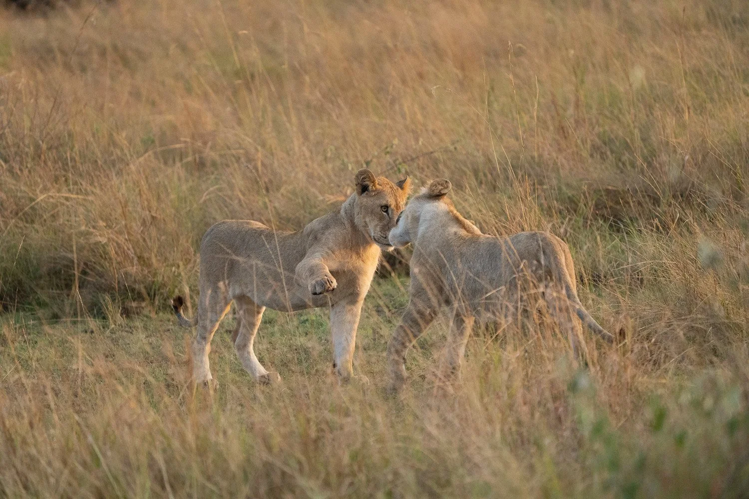 Lion cubs playing