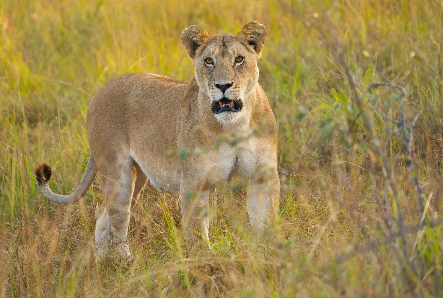 Lioness