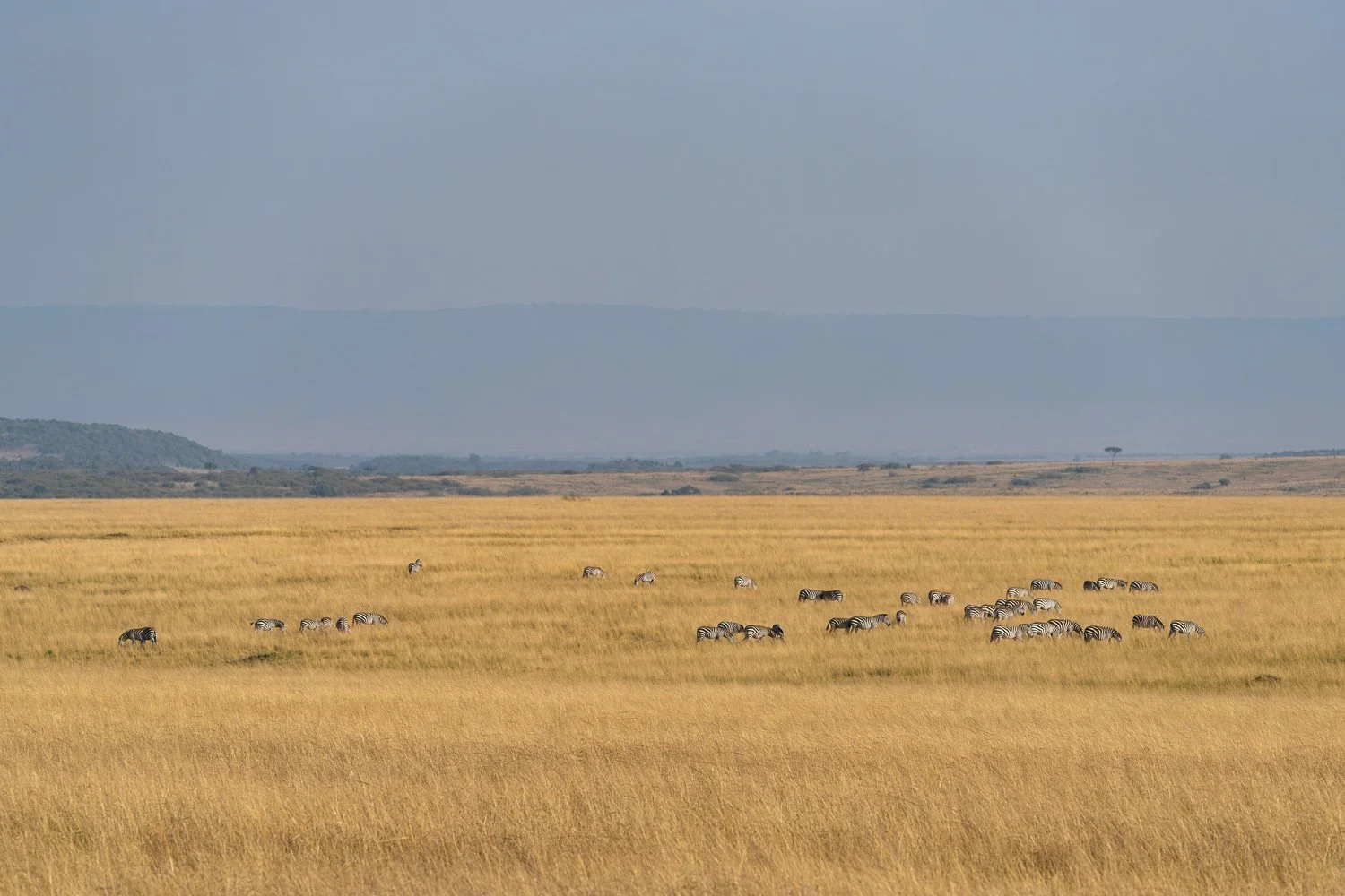 Zebras
