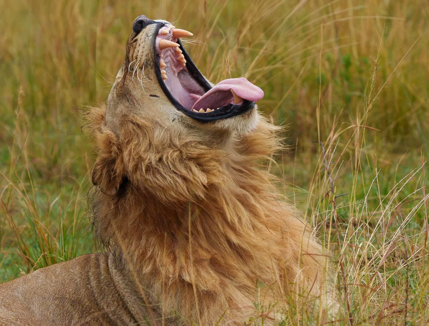 The Yawn