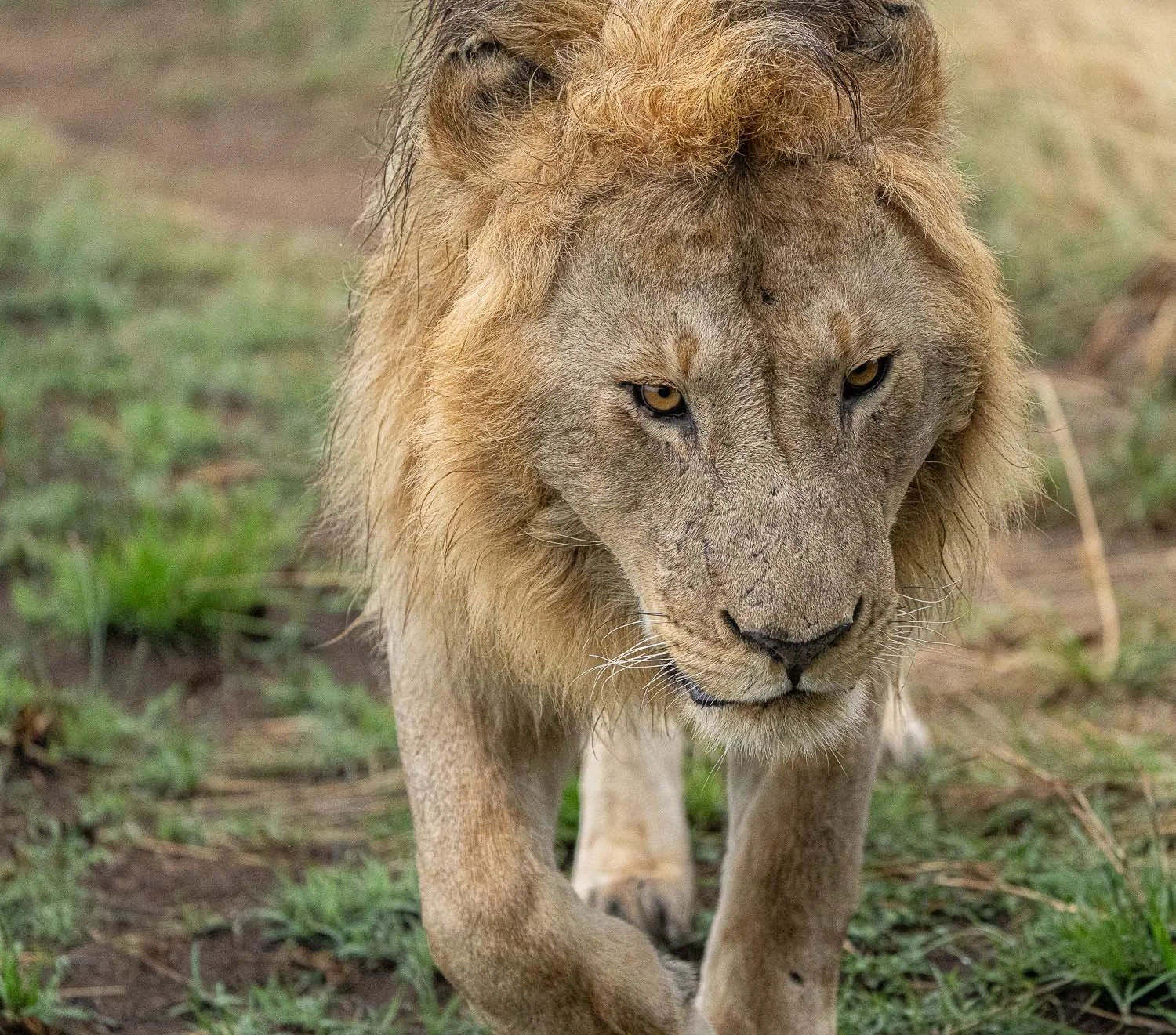 Lion