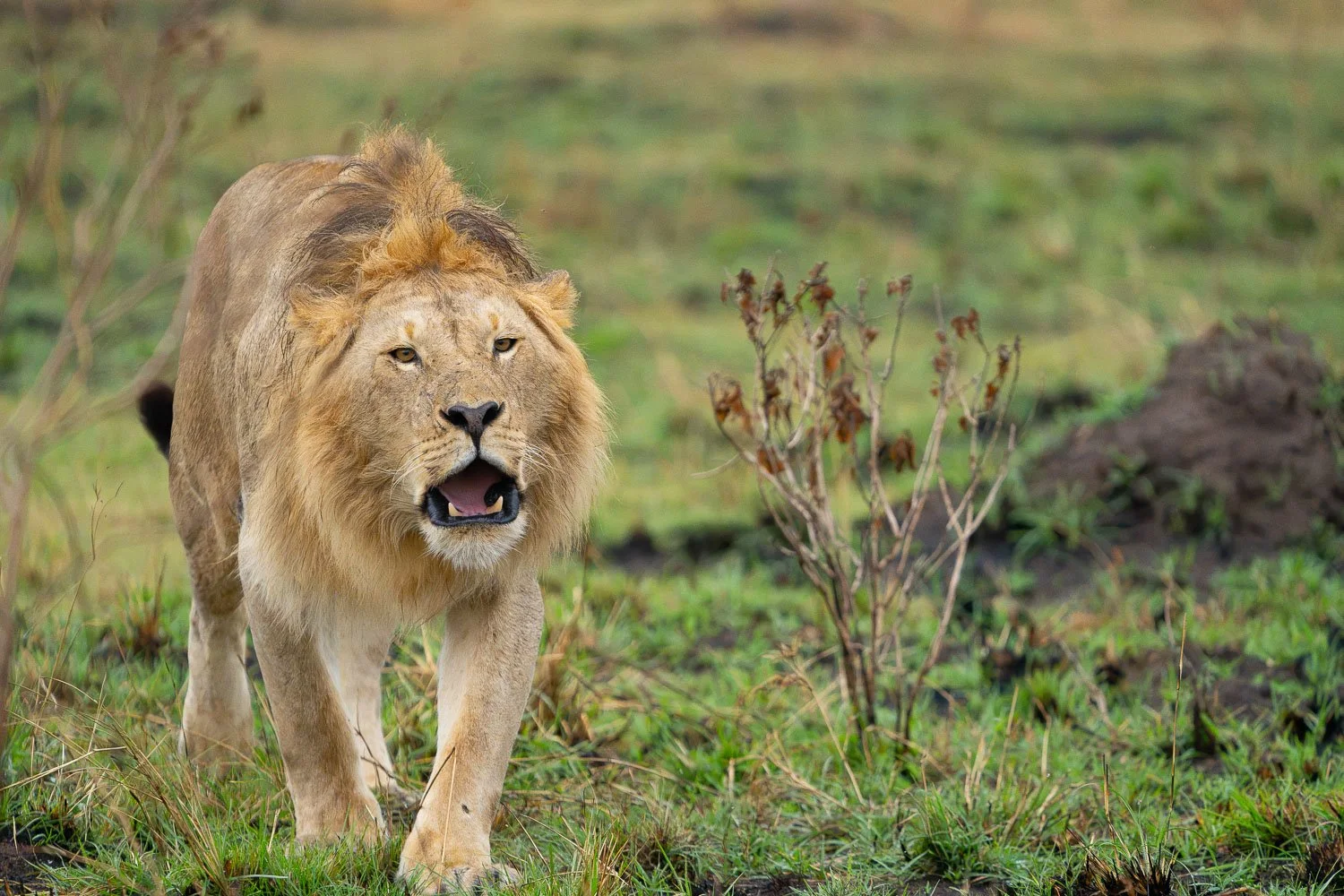 Lion