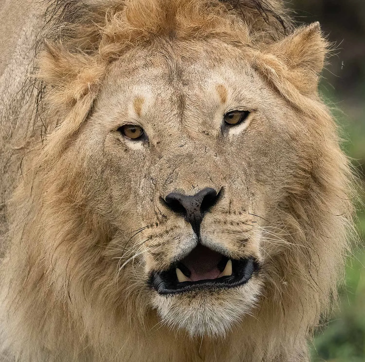 Lion 