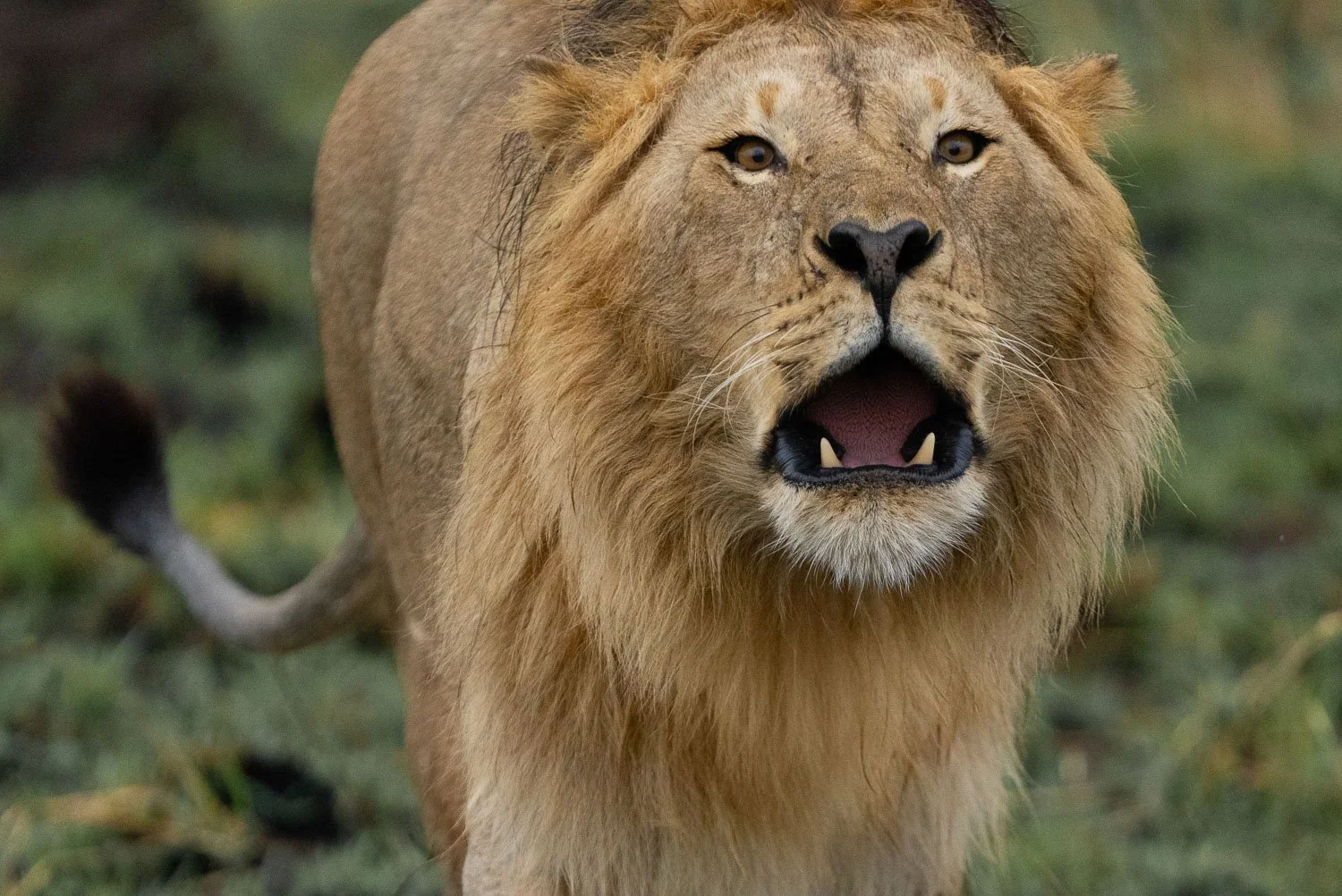 Lion