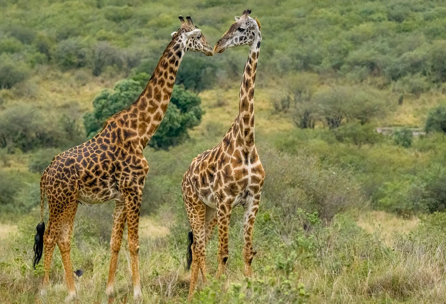 Giraffs
