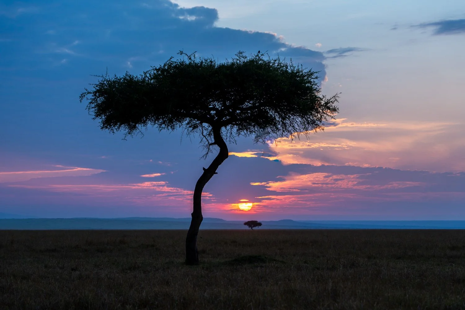 Acacia Sunset