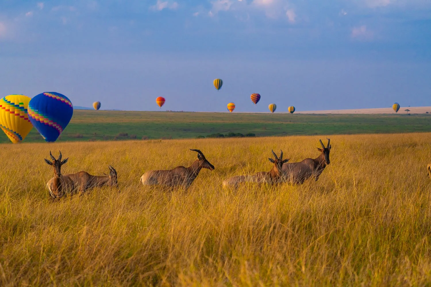 Balloons and antelope