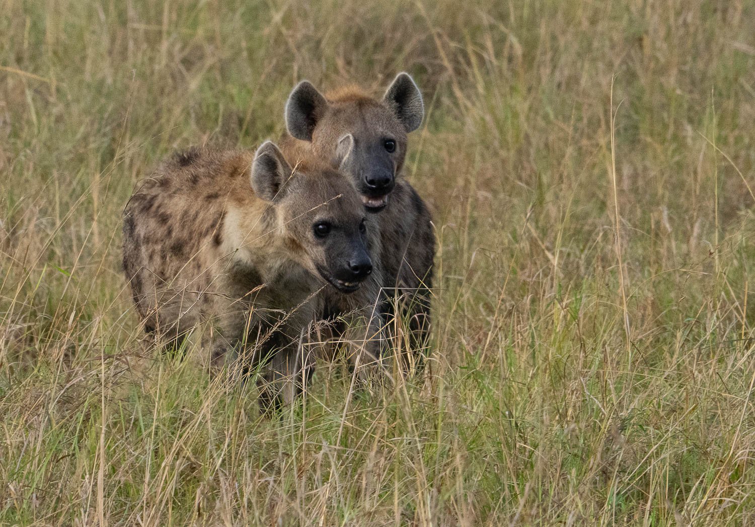 Hyenas