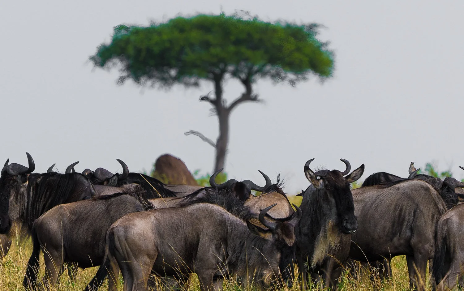 Wildebeest