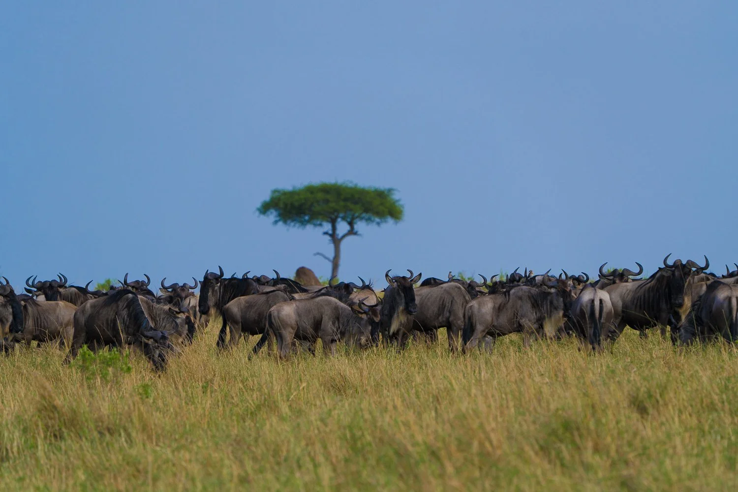 Wildebeest
