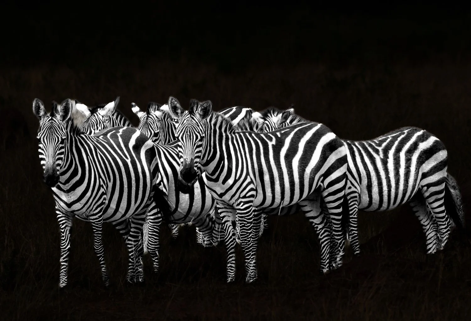 Dazzling Abstract, zebras