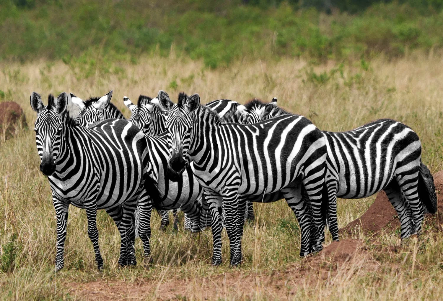 Zeebras