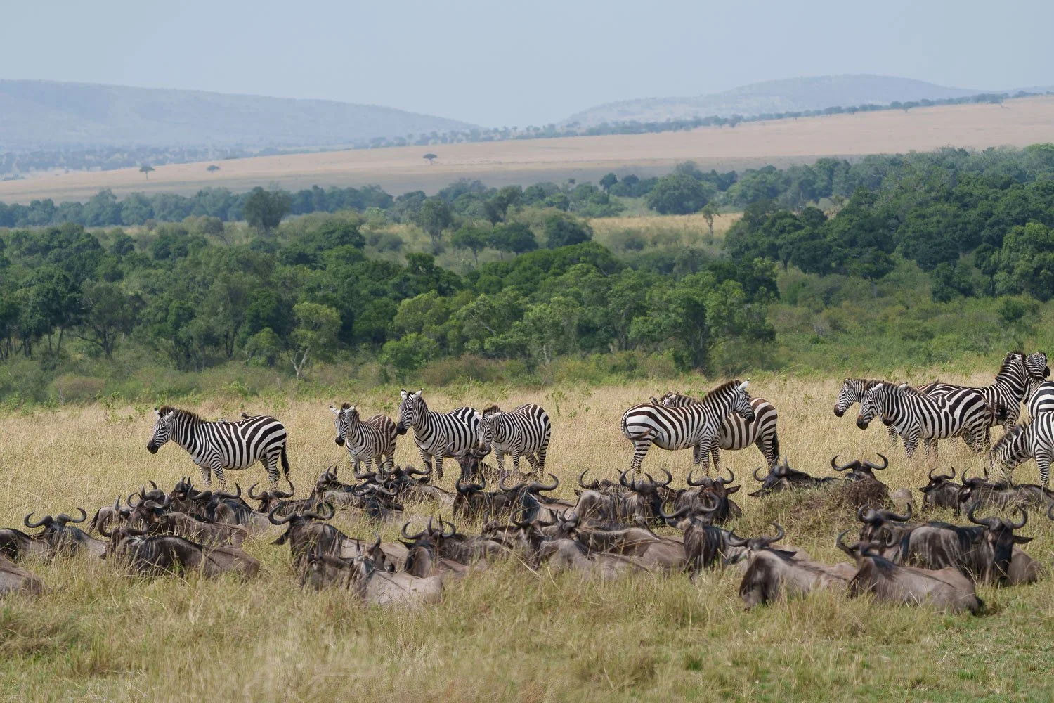 Zebras and Wildebeests