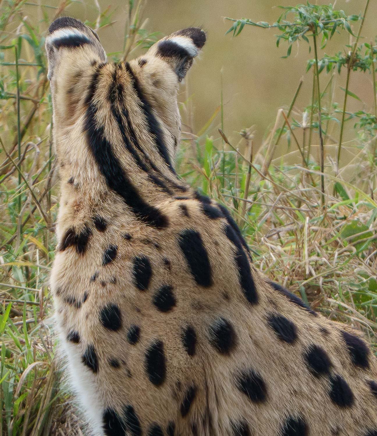 Serval Cat