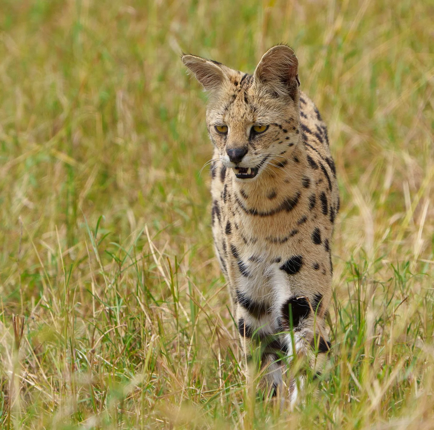 Serval Cat