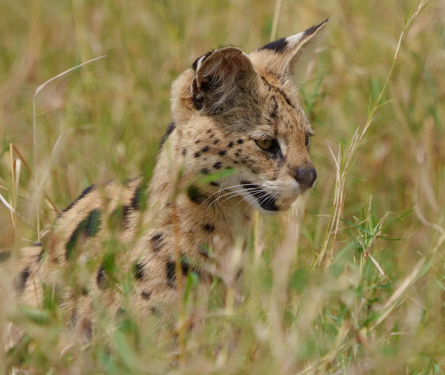 Serval Cat