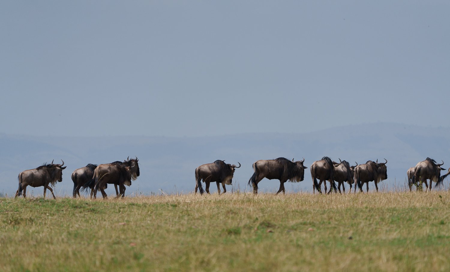 Wildebeest 