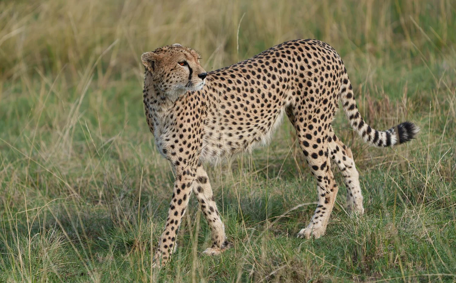 Cheetah