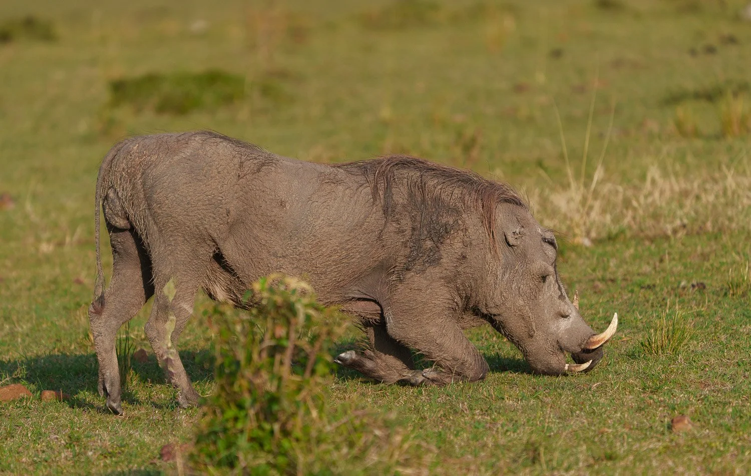 Warthog